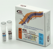 抗体-MMAE 偶联试剂盒（通过 VC-PAB ）