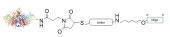 碱性磷酸酶-氨基寡核苷酸偶联试剂盒