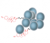 氨基小分子-SepSphere™ 琼脂糖微球偶联试剂盒（通过乙二醛）