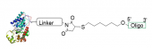 辣根过氧酶-疏基寡核苷酸偶联试剂盒