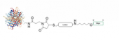 链霉亲和素-氨基寡核苷酸偶试剂盒