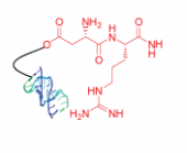 多肽-寡核苷酸偶联试剂盒