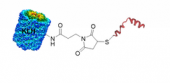 血蓝蛋白-多肽偶联试剂盒