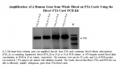 Direct FTA PCR Kit