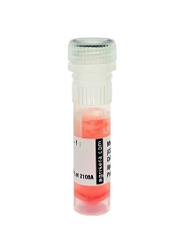 Anti-KLH | Keyhole Limpet Hemocyanin (monoclonal, clone 6D12)