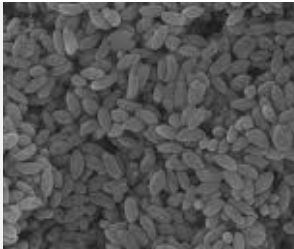 Non-spherical Polystyrene Latex Particles